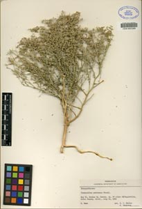 Herbarium Sheet of CDA 0023389